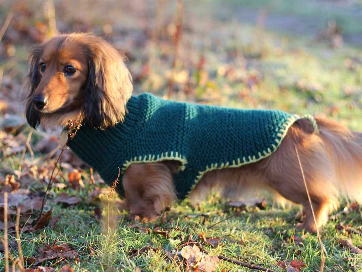 Knit dog coat pattern