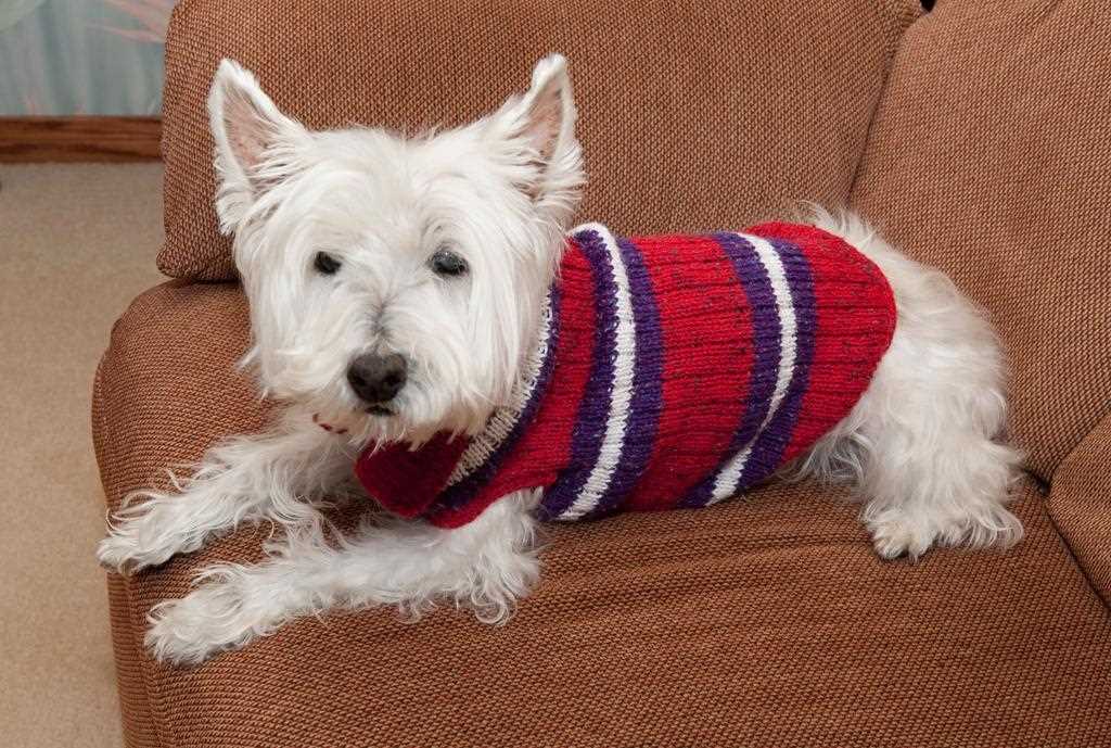 Knit dog coat pattern