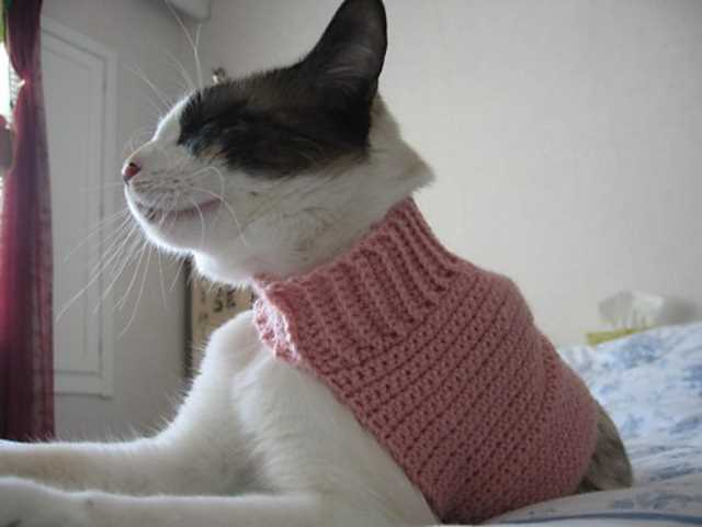 Knitted cat sweater patterns free