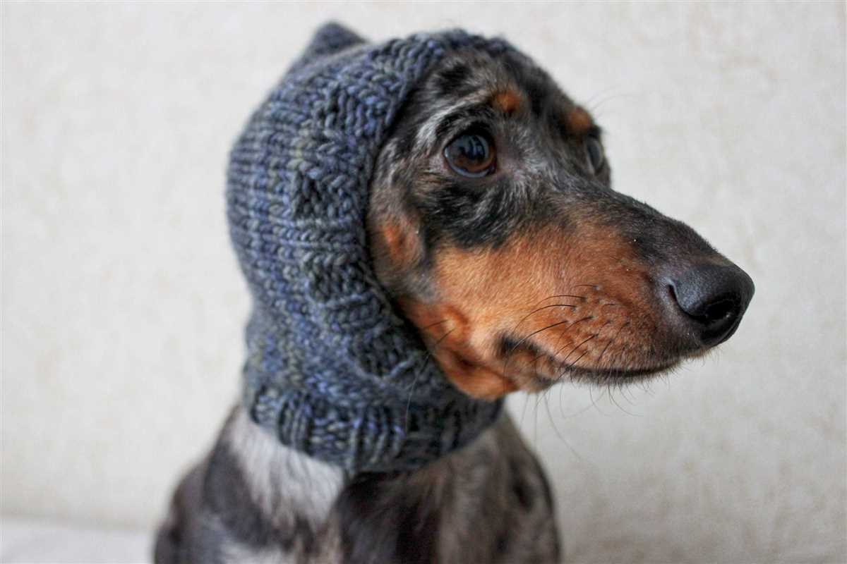 Knitted dog sweater pattern dachshund