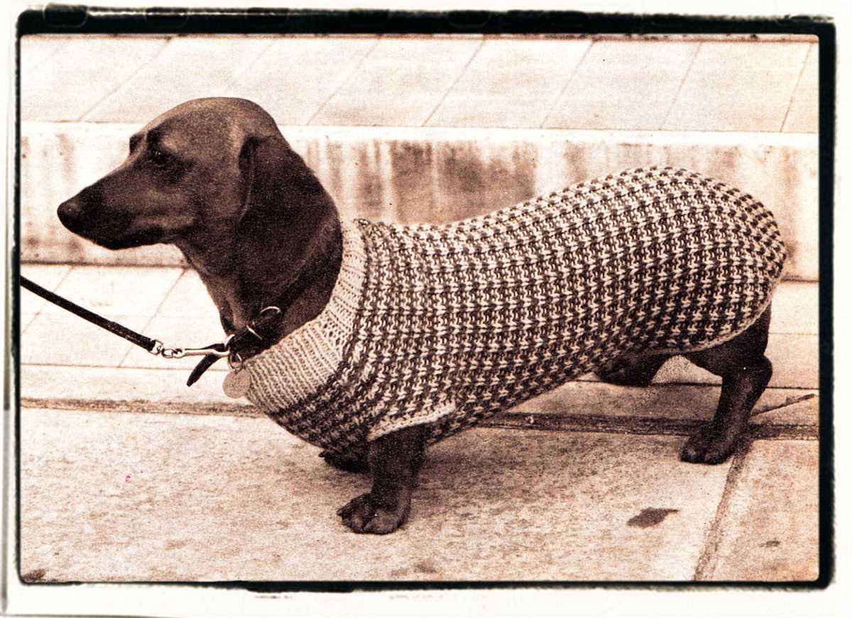 Knitted dog coat pattern pdf