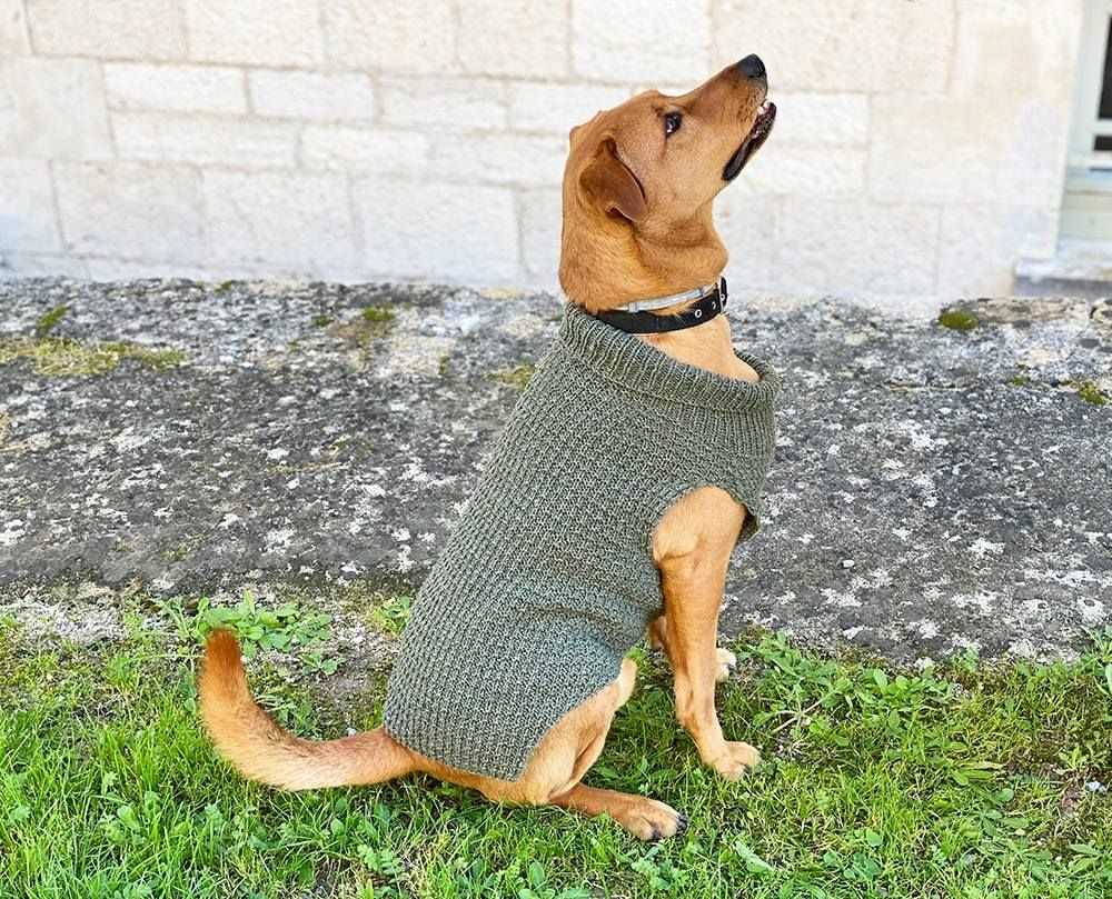 Knitted dog sweater pattern dachshund