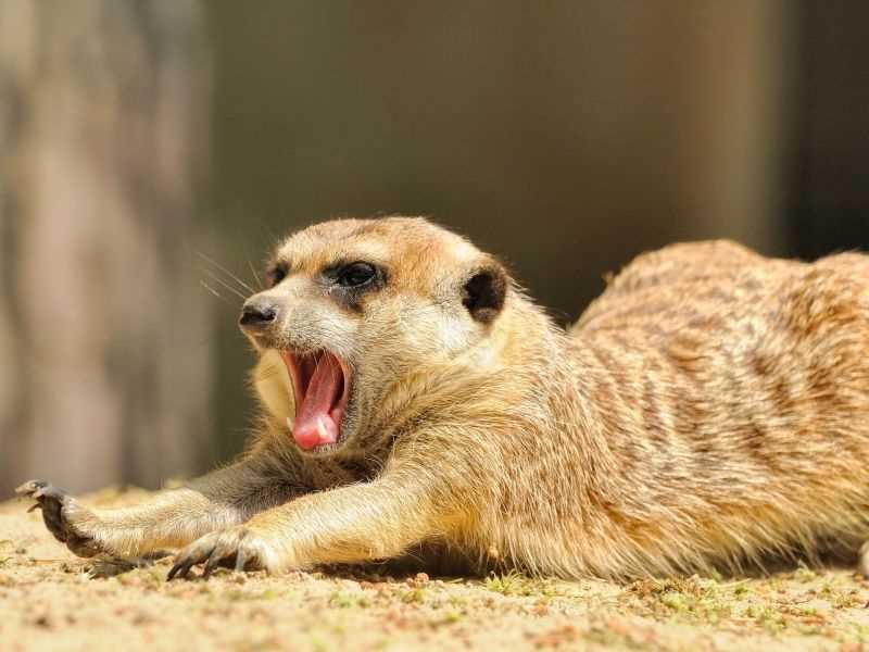 Meerkat knitting pattern