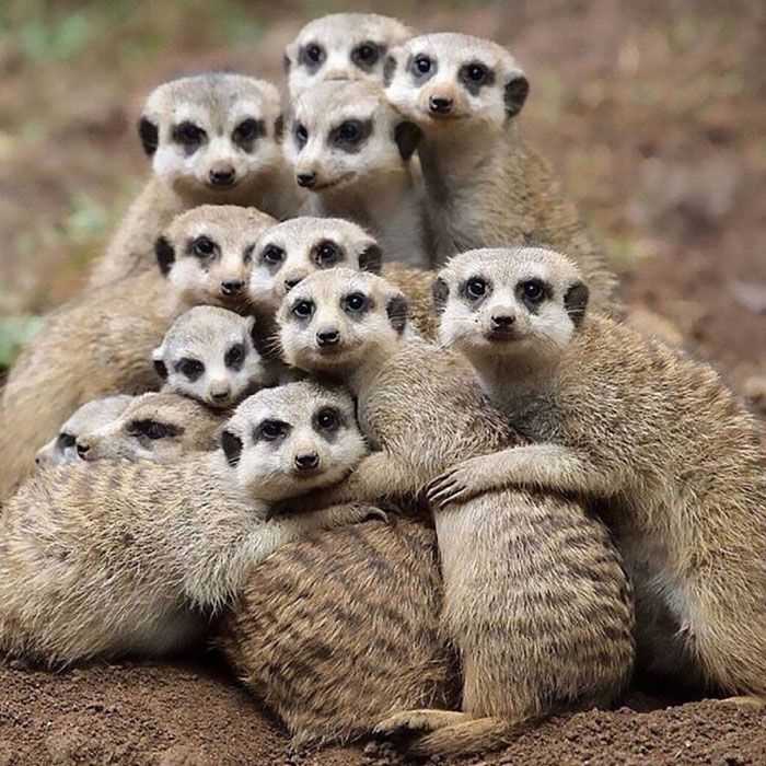 Meerkat knitting pattern