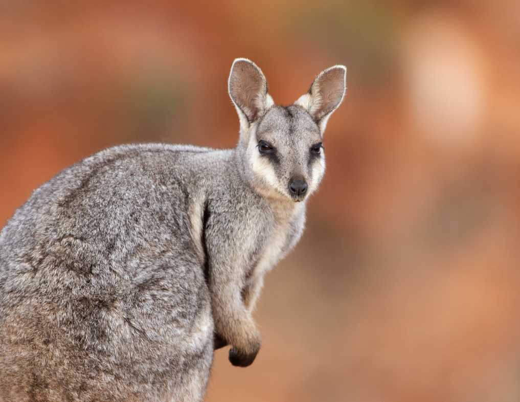 Wonderful wallaby knitting pattern free