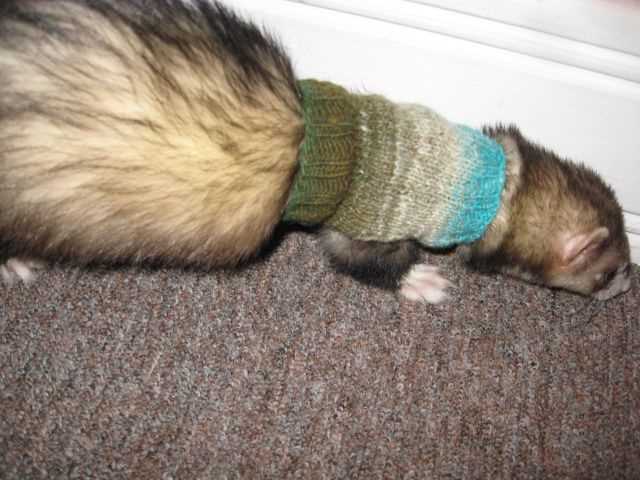 Ferret knitting pattern