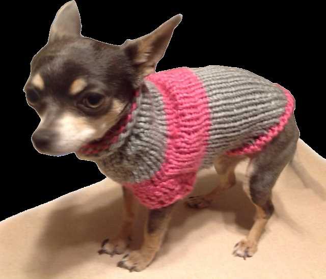 Knit dog sweater pattern chihuahua
