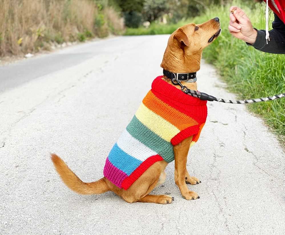 Stylish and Warm: Free Knitting Pattern for a Dog Coat