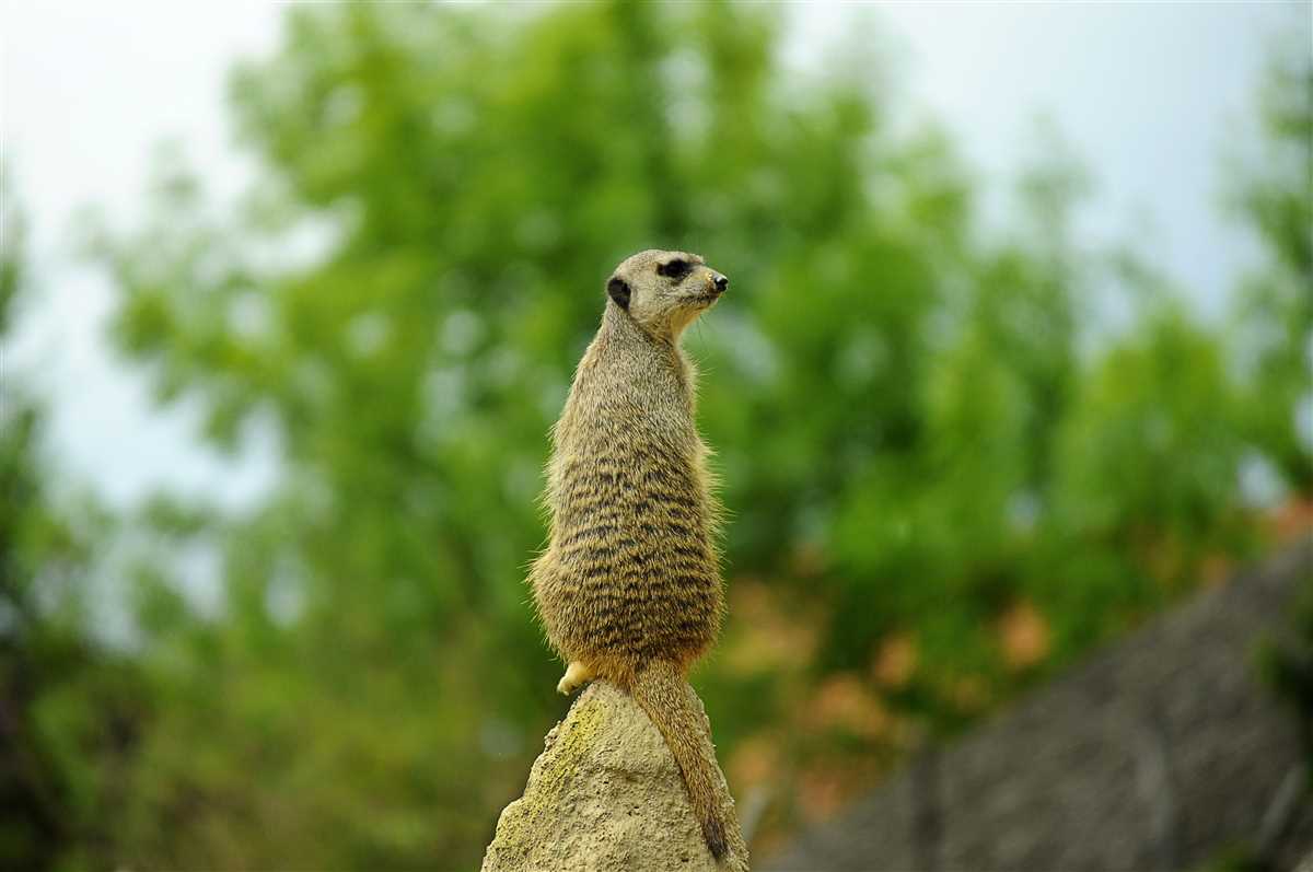 Meerkat knitting pattern