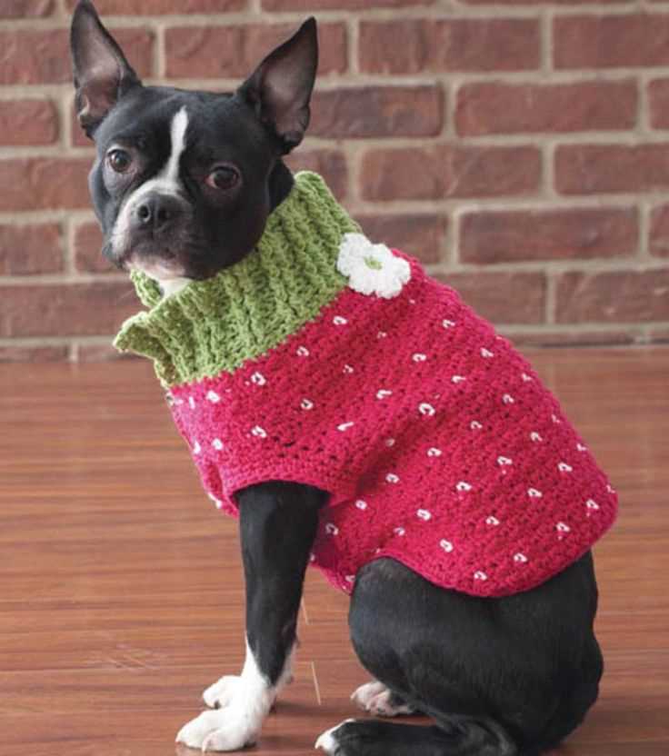 Knit dog sweater pattern chihuahua