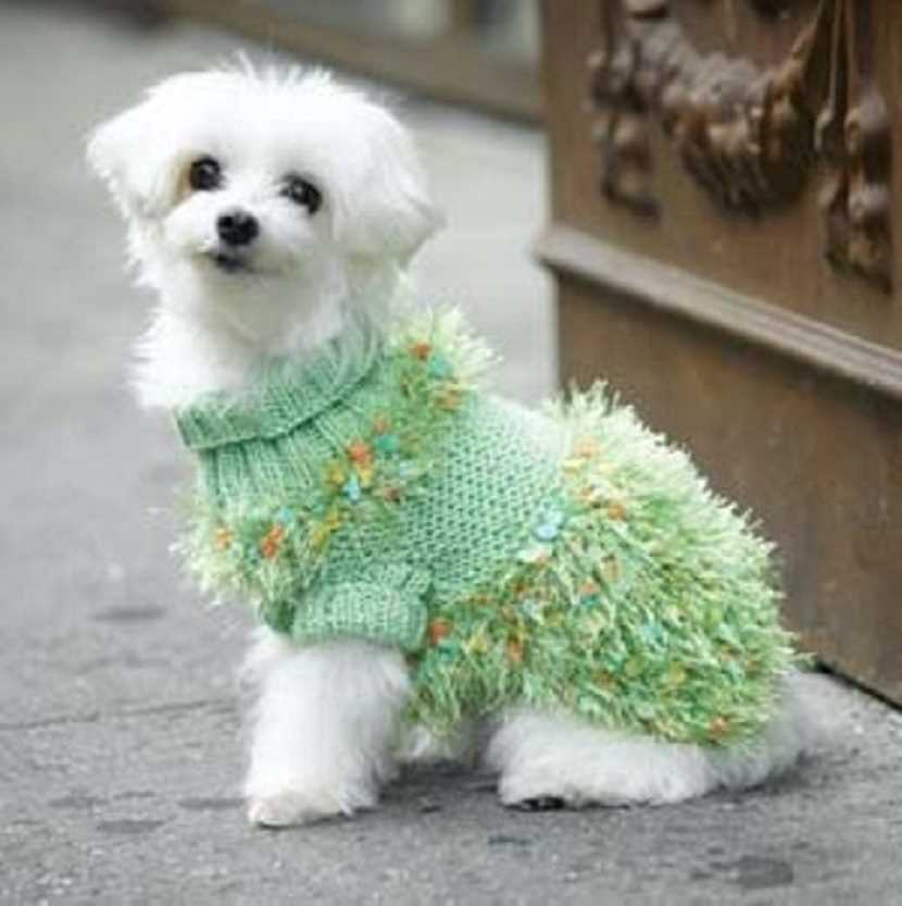 Knit dog coat pattern