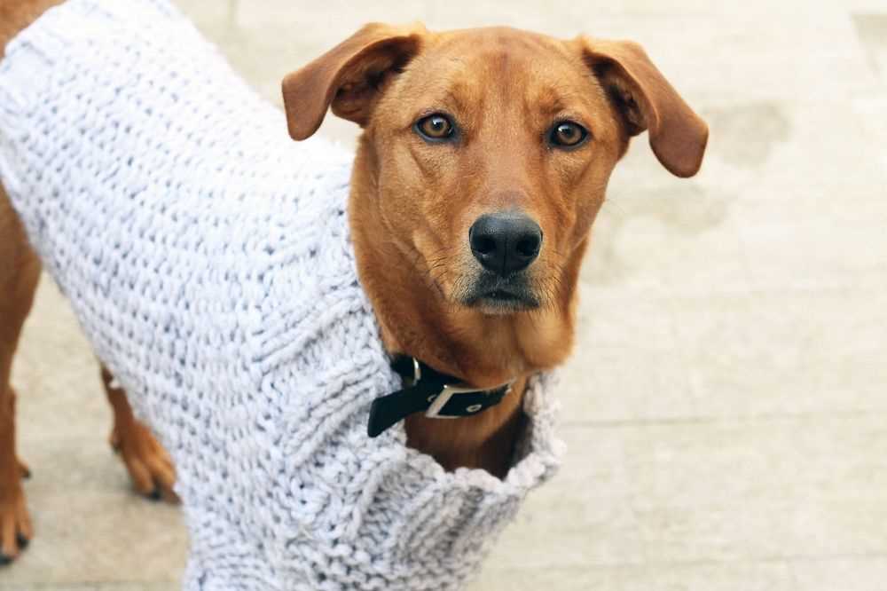 Knit dog coat pattern