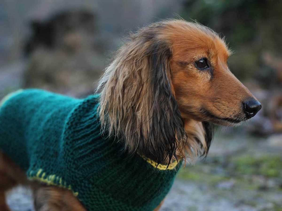Knit dog coat pattern
