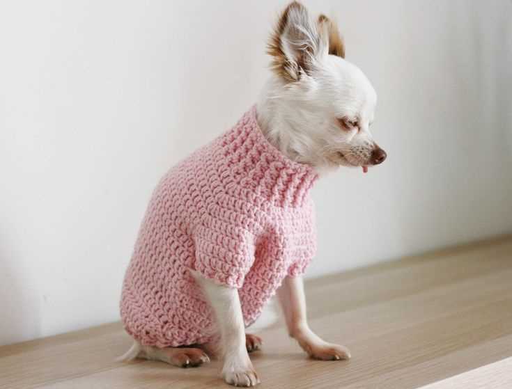 Knit dog sweater pattern chihuahua