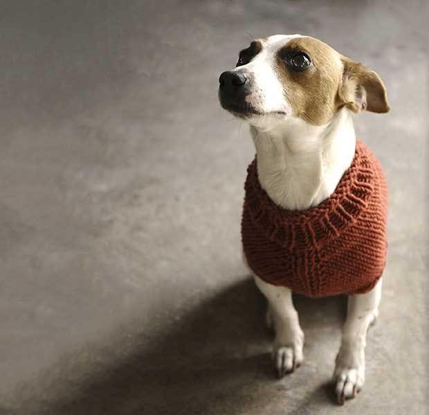 Free knitting patterns for dogs clothes