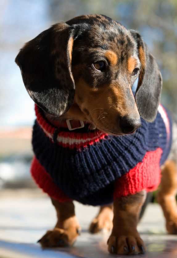 Knitted dog sweater pattern dachshund