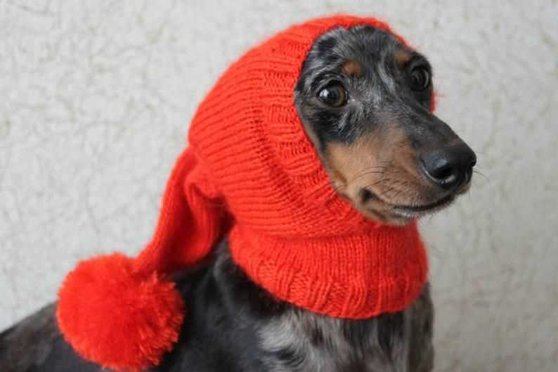 Knitted dog sweater pattern dachshund