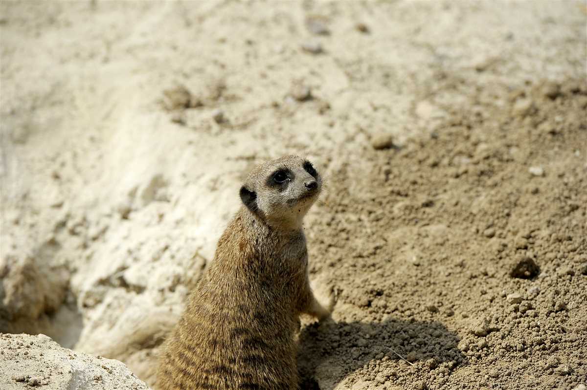 Meerkat knitting pattern