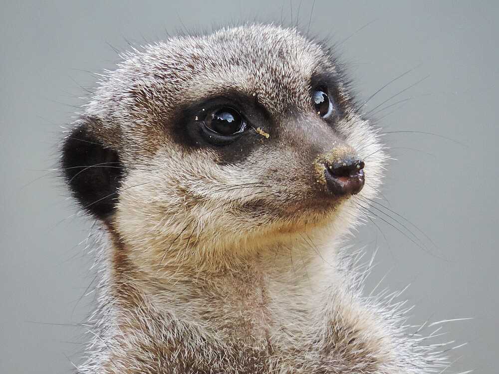 Meerkat knitting pattern