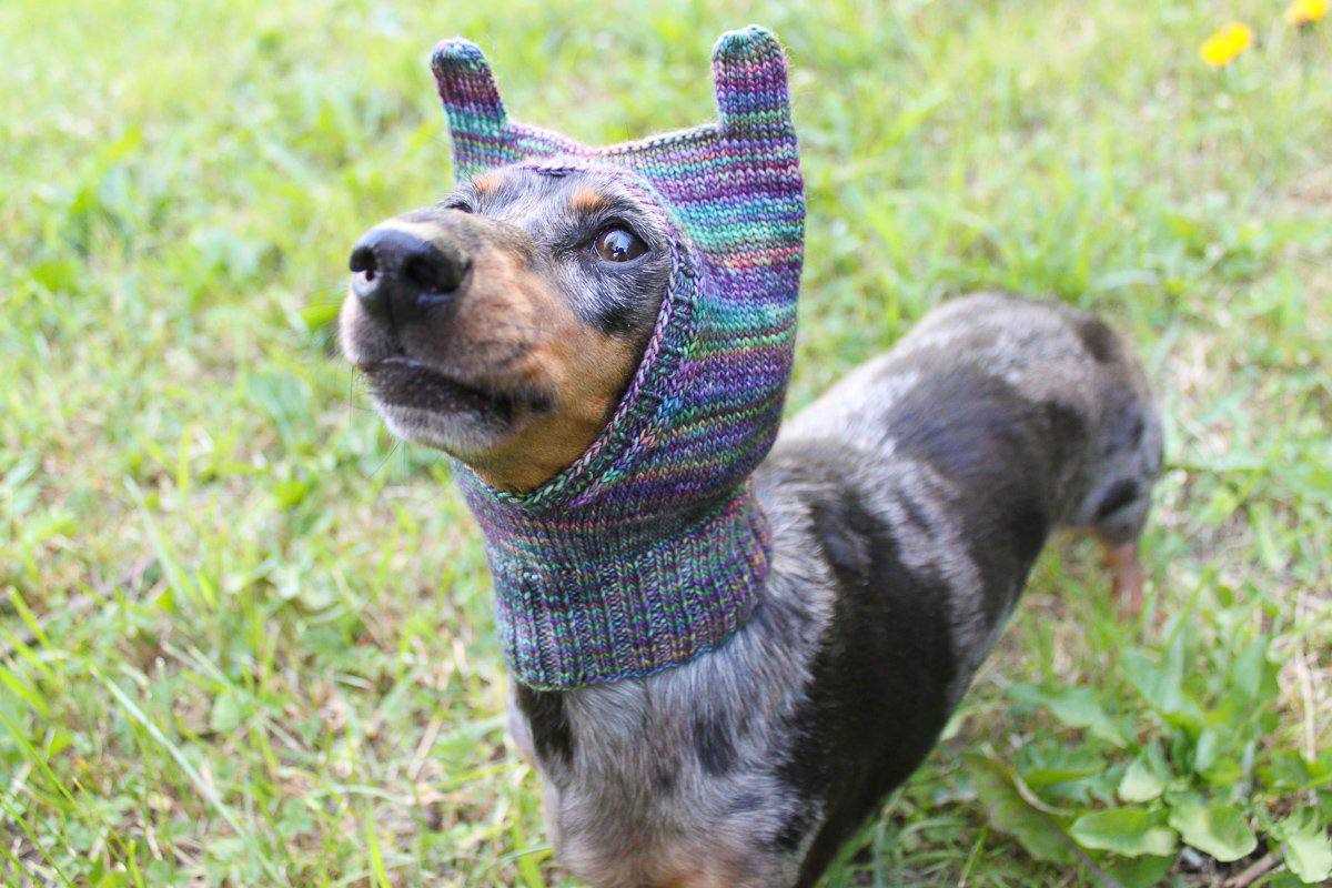 Knitted dog sweater pattern dachshund
