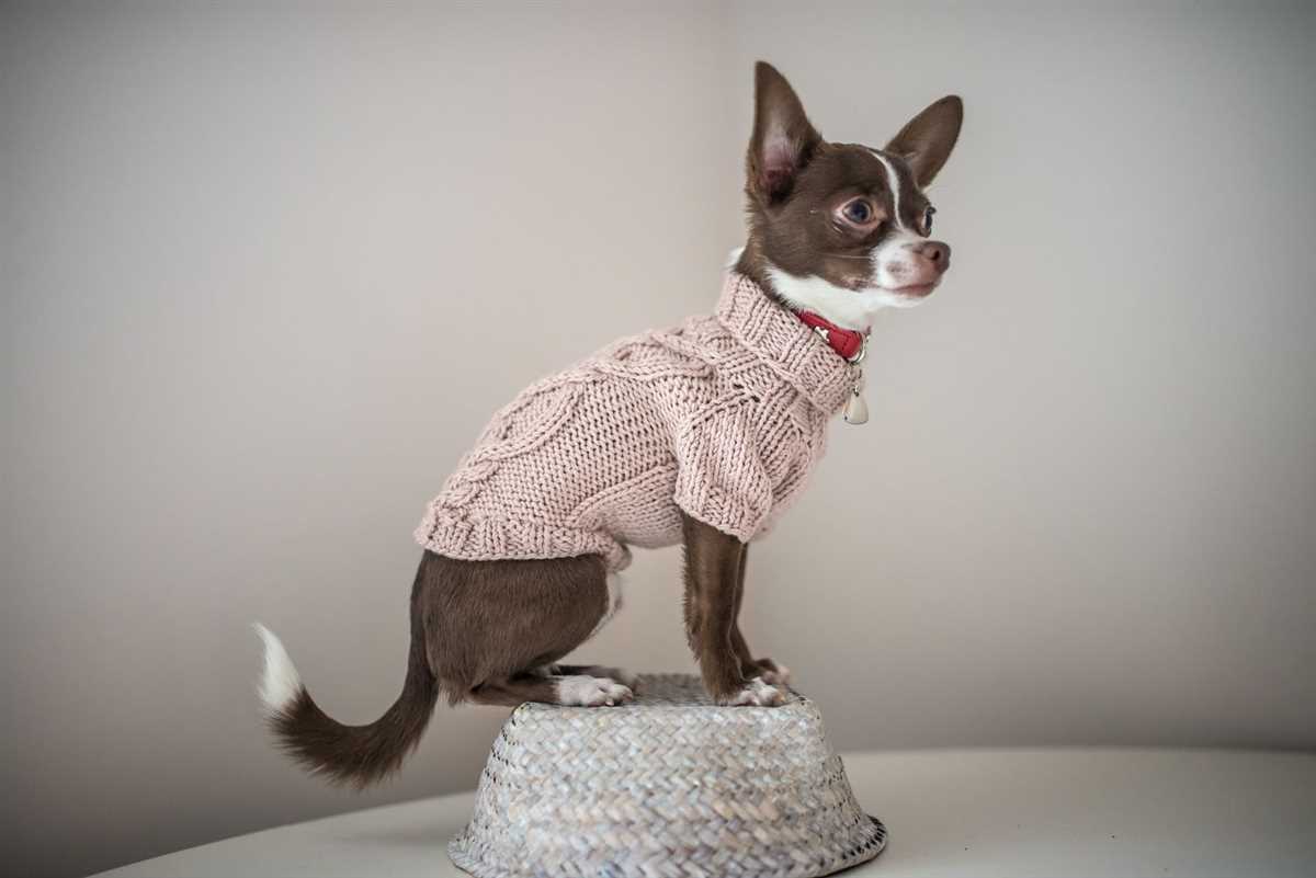 Knit dog sweater pattern chihuahua
