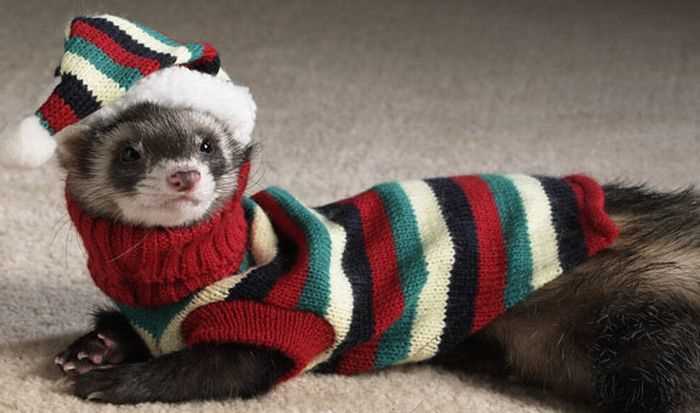 Ferret knitting pattern