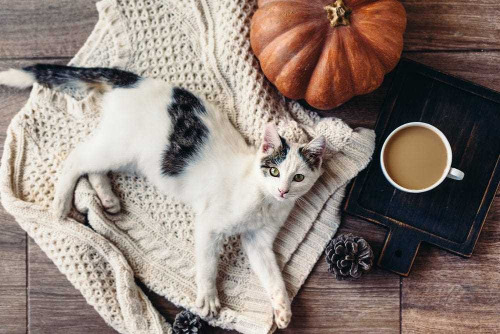 Spooky knitting patterns