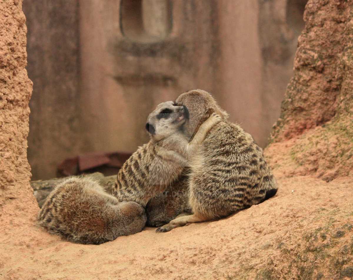 Meerkat knitting pattern
