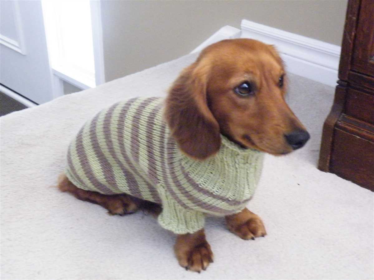 Knitted dog sweater pattern dachshund