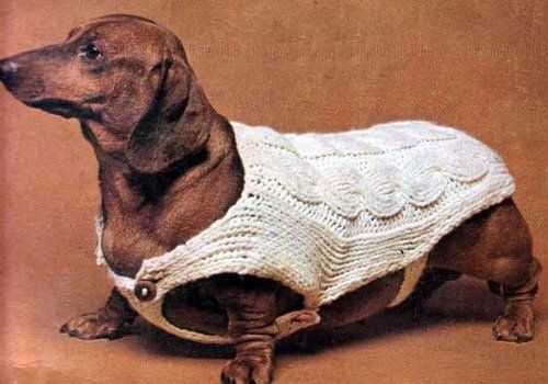 Knitted dog sweater pattern dachshund