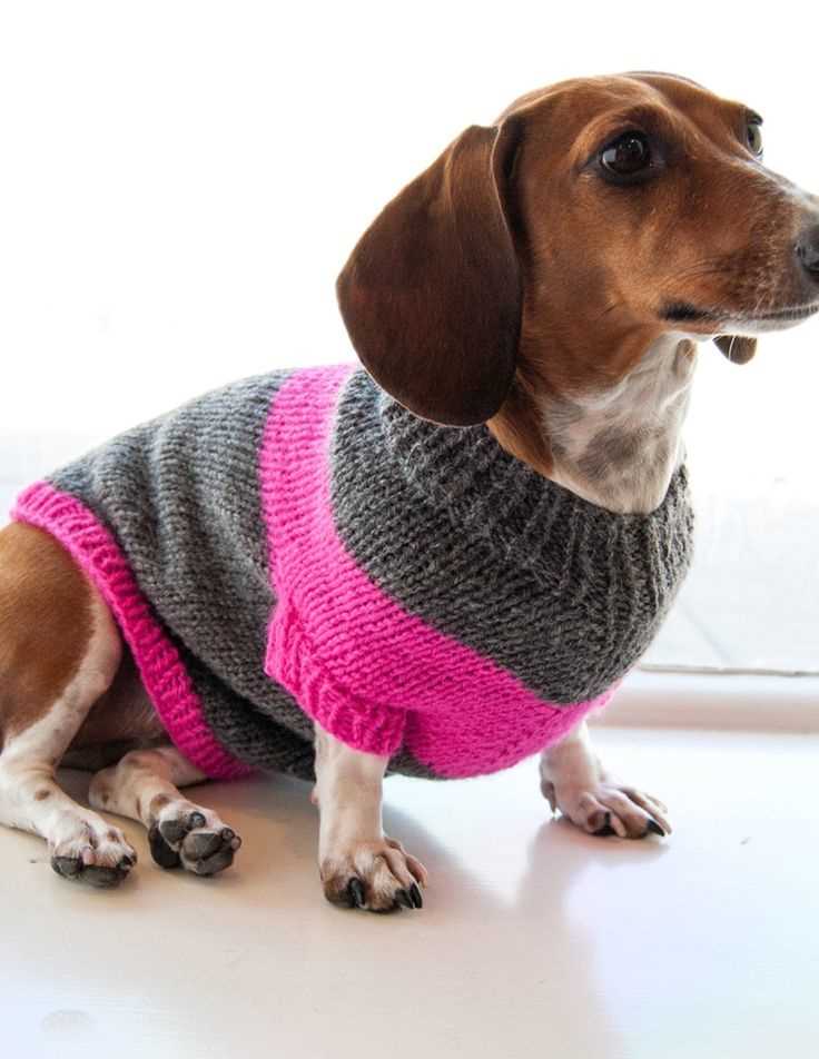Free knitting patterns for dogs clothes