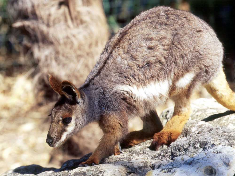 Wonderful wallaby knitting pattern free