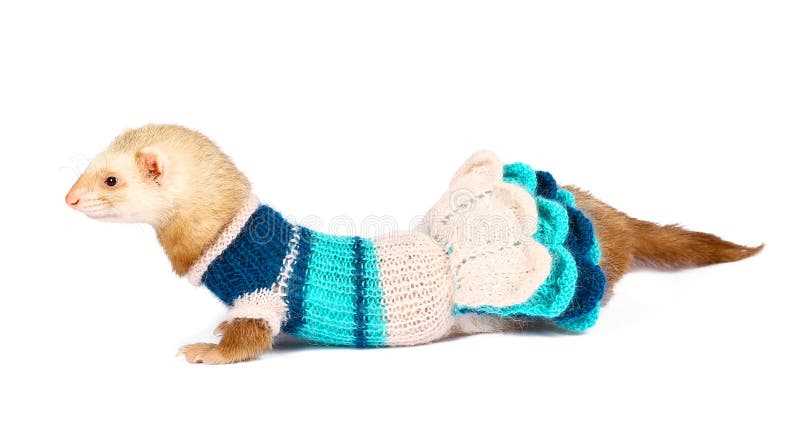 Ferret knitting pattern