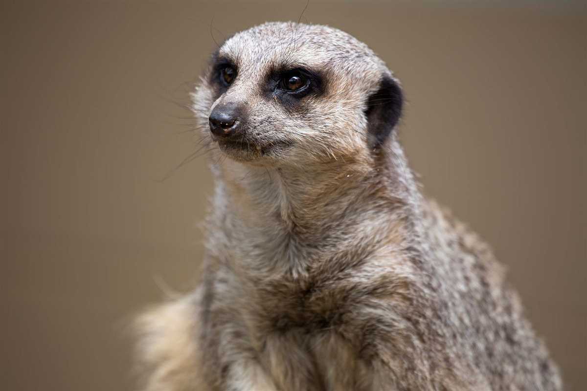 Meerkat knitting pattern